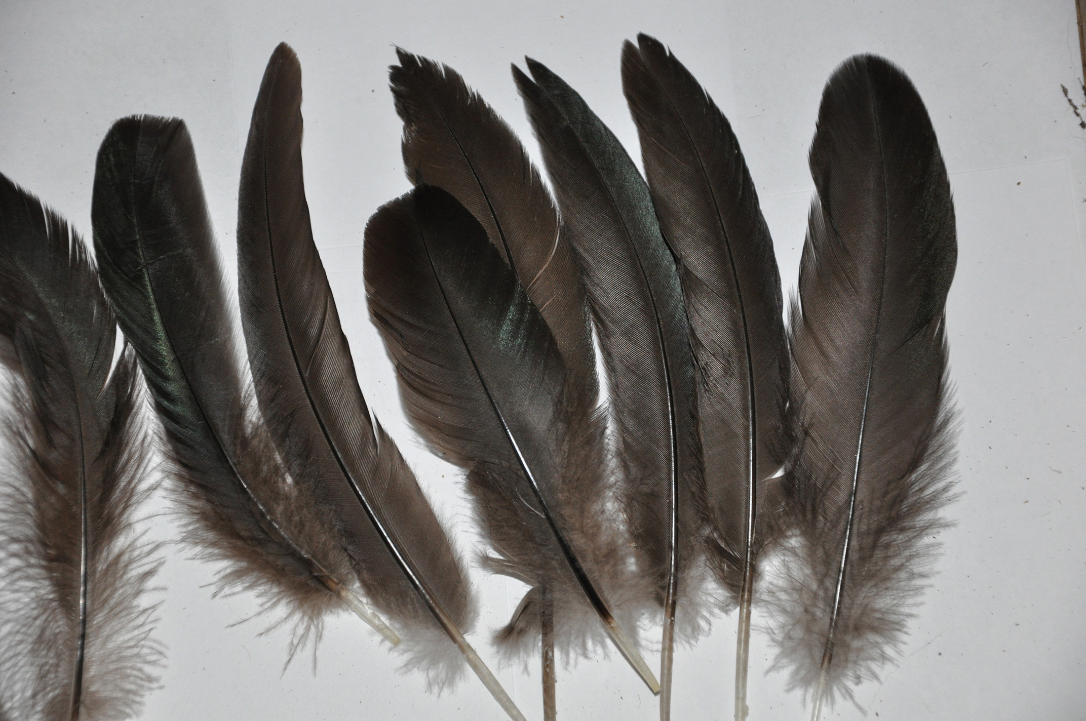 Brown Feathers Goose Quill Large