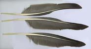 Goose Quill Feathers